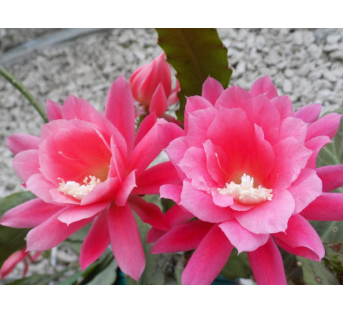 Епіфіллум рожевий  (Epiphyllum)